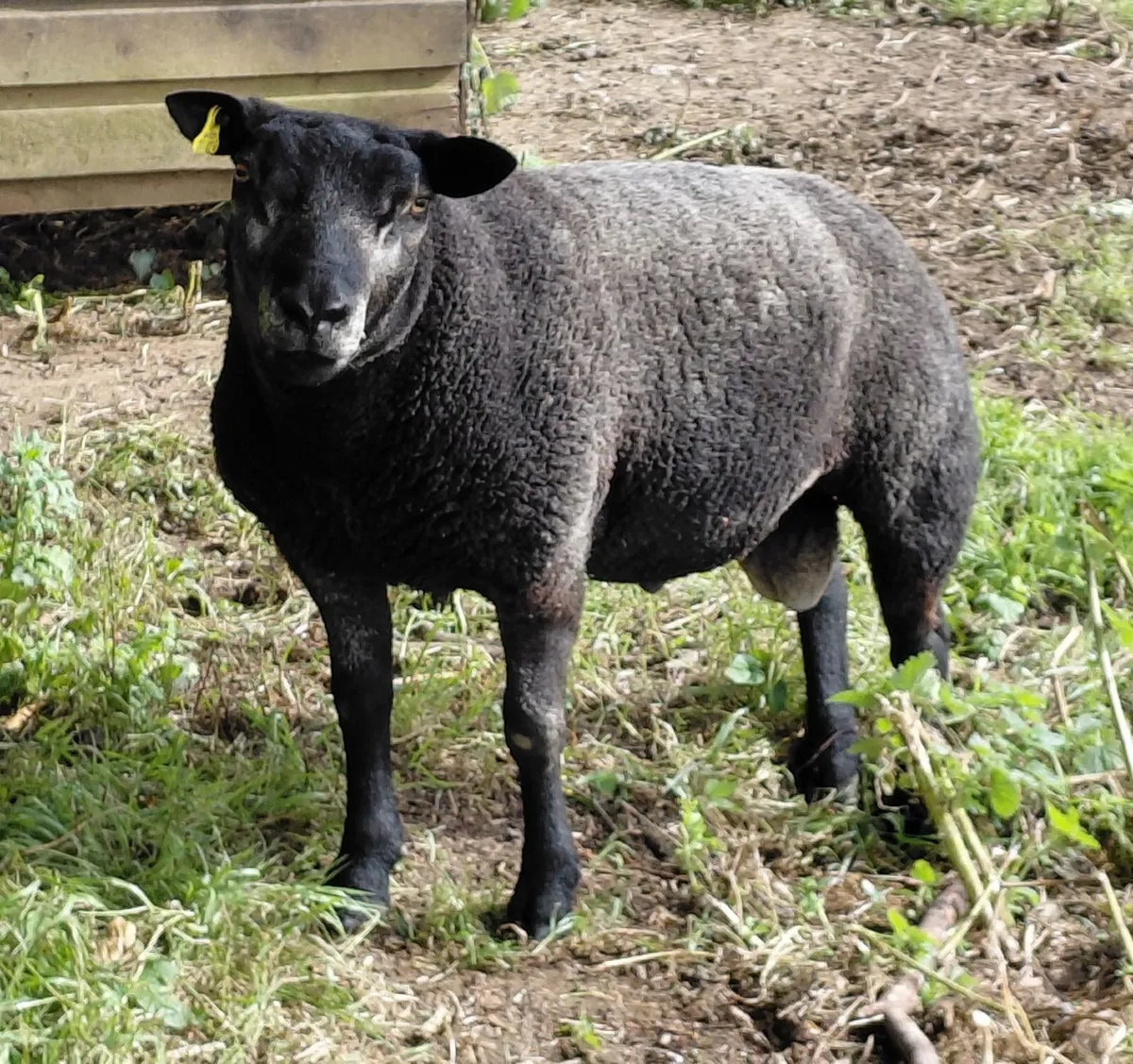 PBR Blue Texel Ram - Image 2