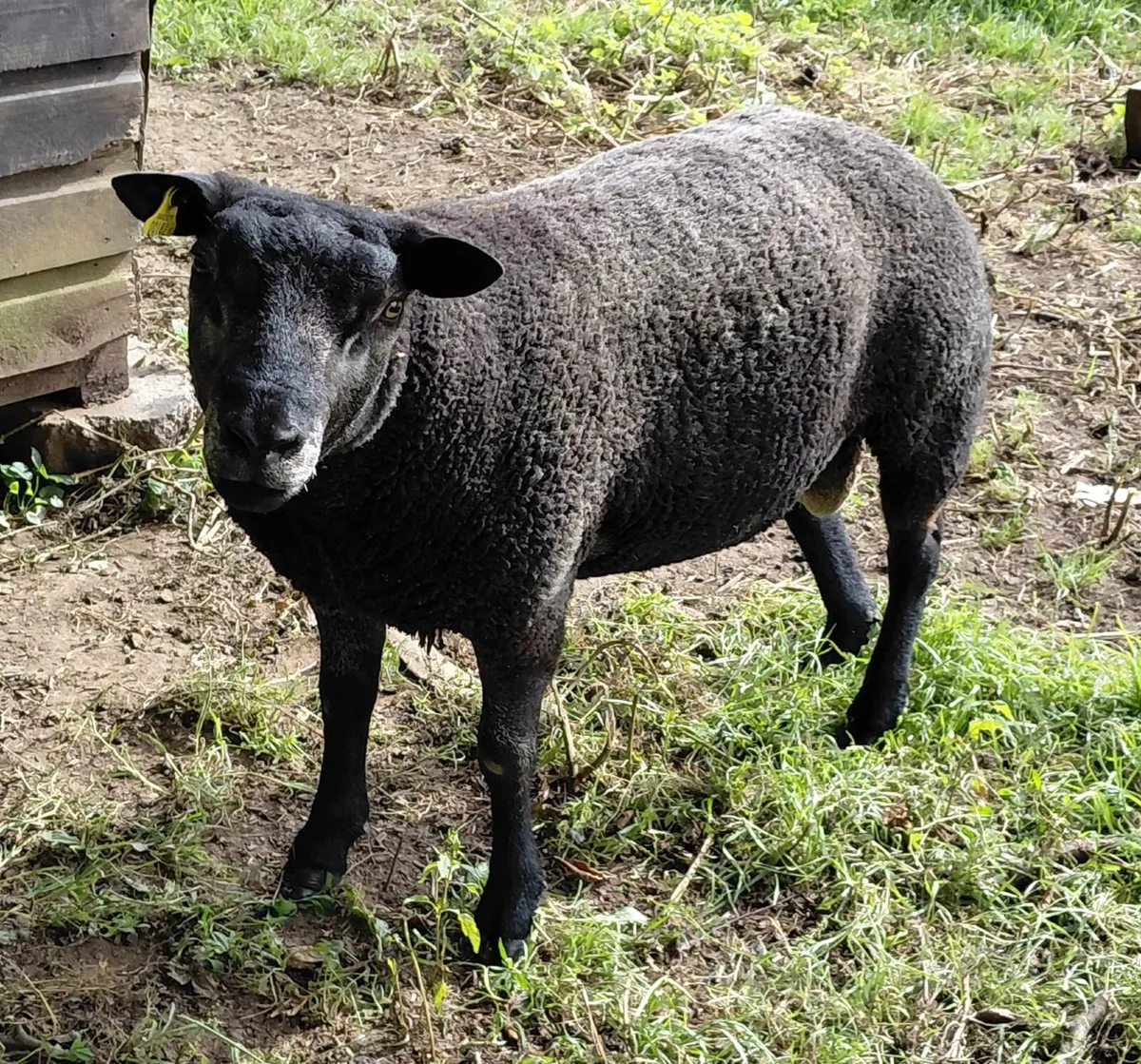 PBR Blue Texel Ram - Image 3