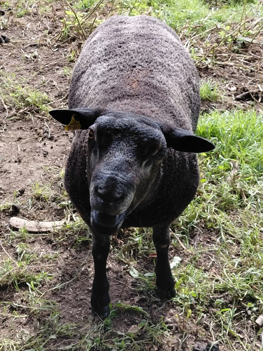 PBR Blue Texel Ram - Image 4