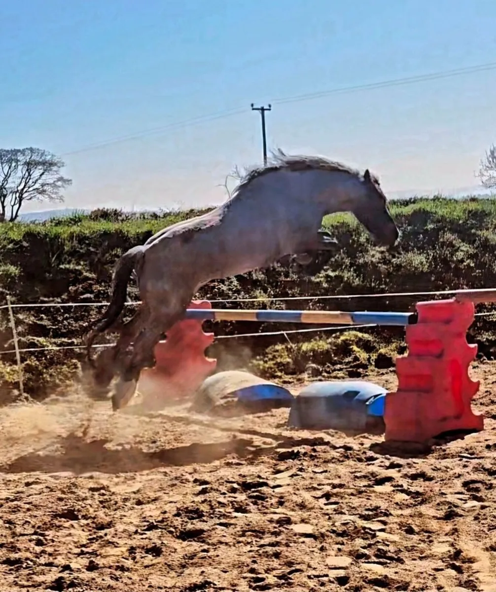 13'2h 4 year old pony - Image 1