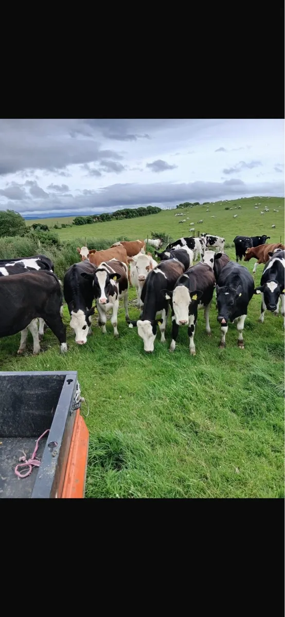 32 friesian and fkv heifers - Image 2