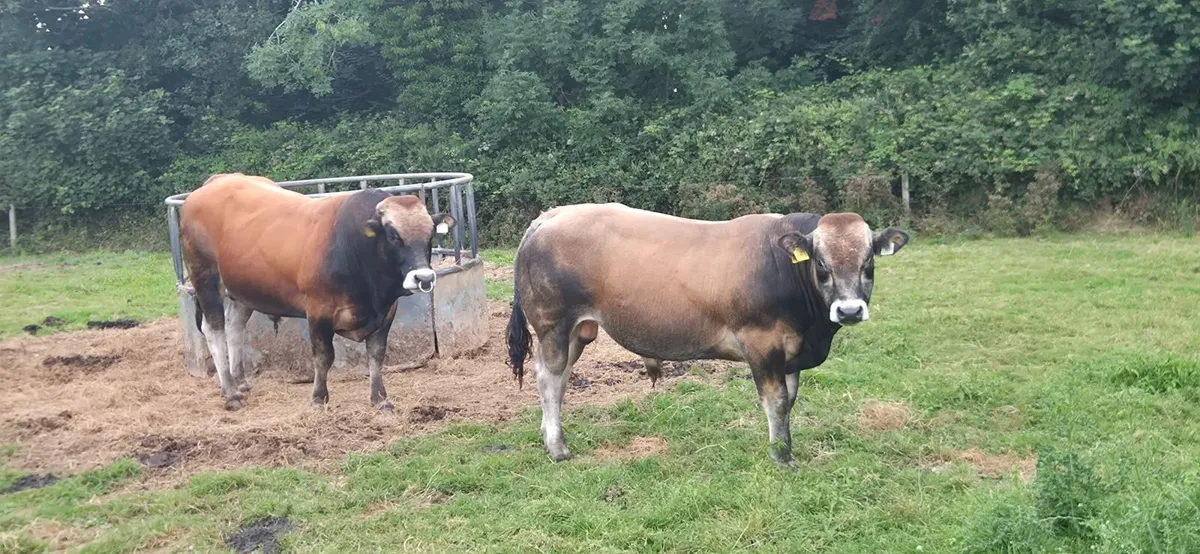 Bull - Image 2