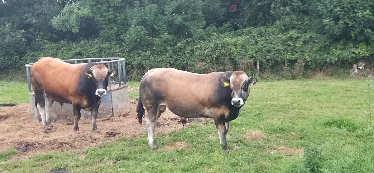 Bull - Image 3
