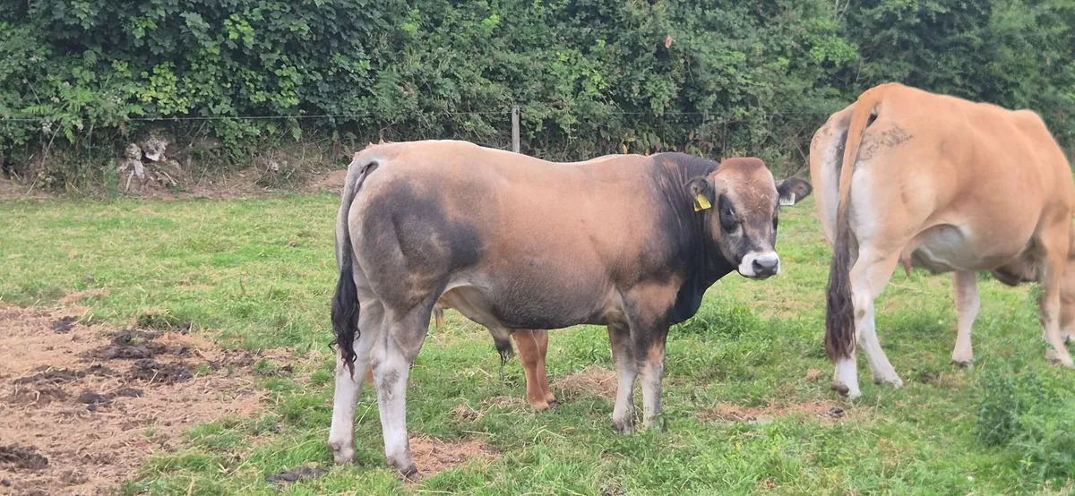 Bull - Image 1