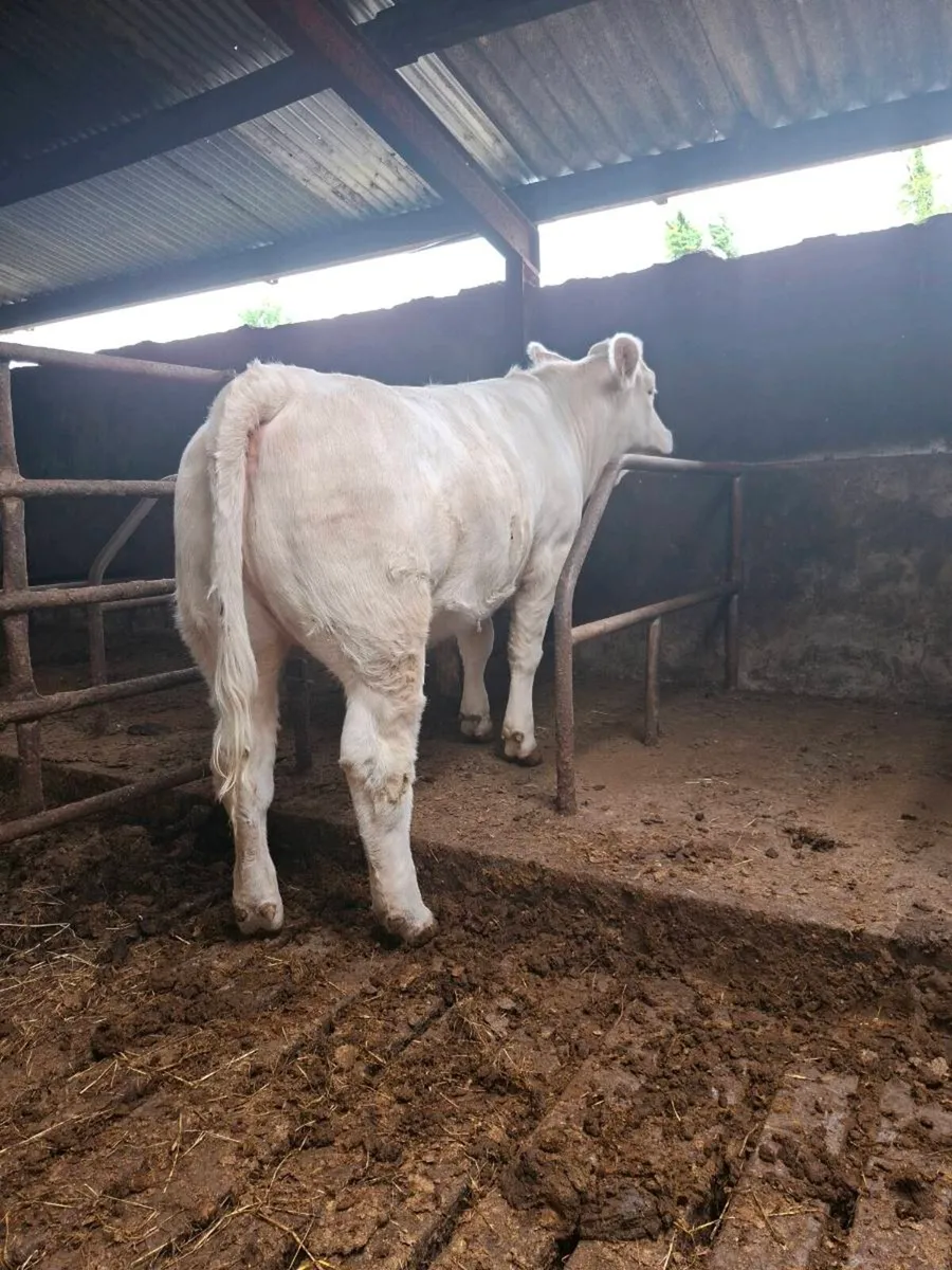 13 month old PBR Charolais heifer - Image 2