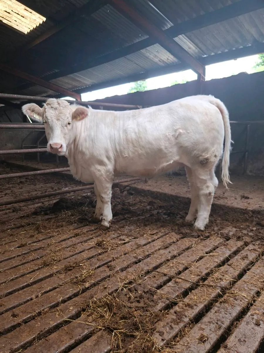 13 month old PBR Charolais heifer - Image 1