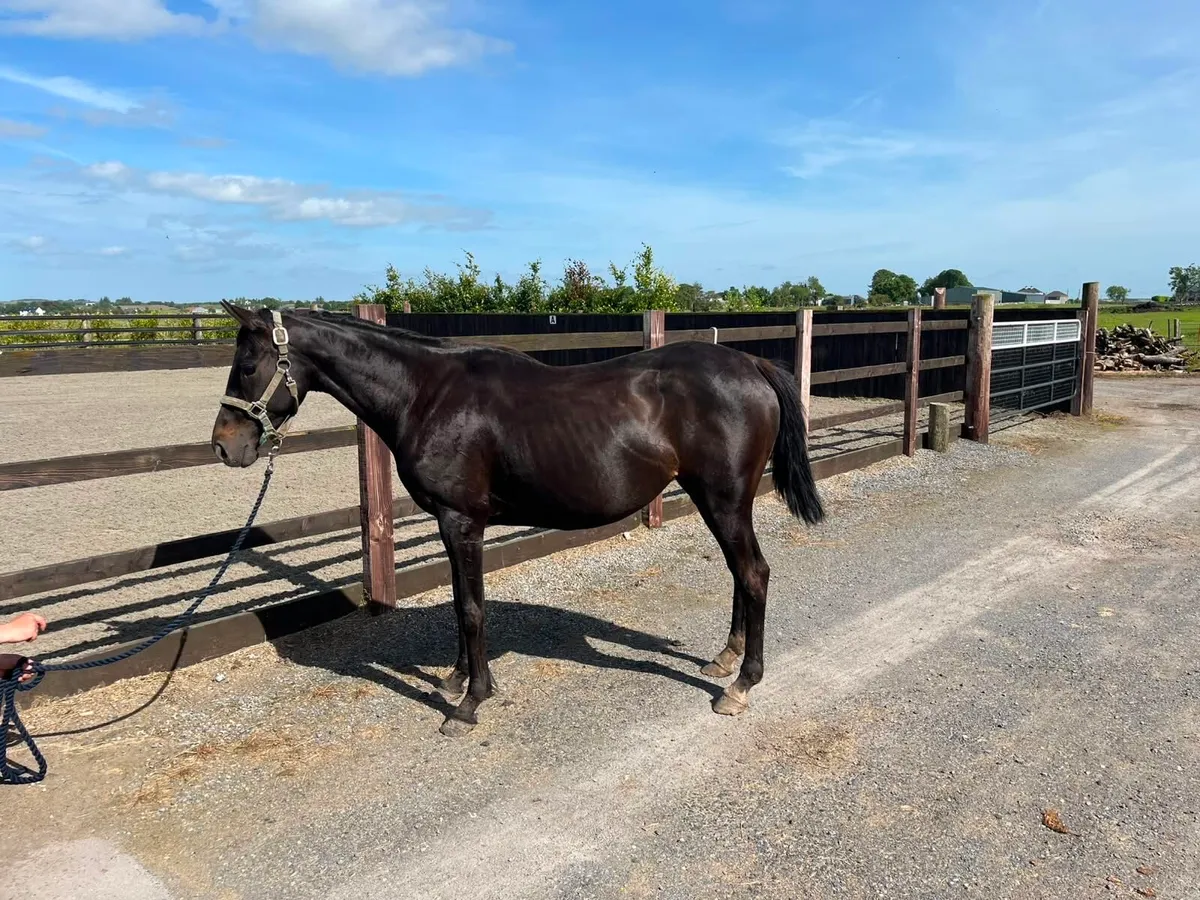 TB mare - Image 2