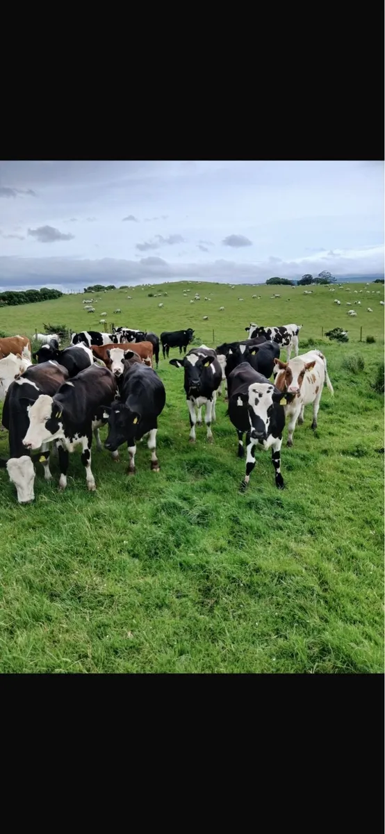 32 friesian and fkv heifers - Image 1