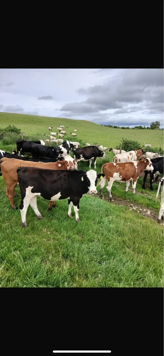 32 friesian and fkv heifers - Image 3