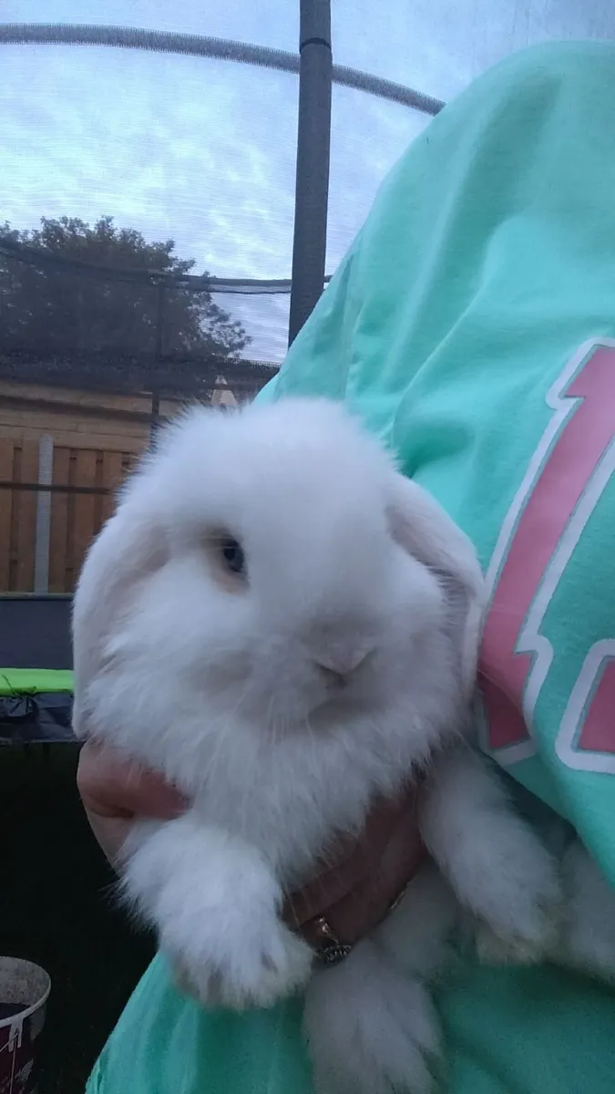 Rabbit - Image 1