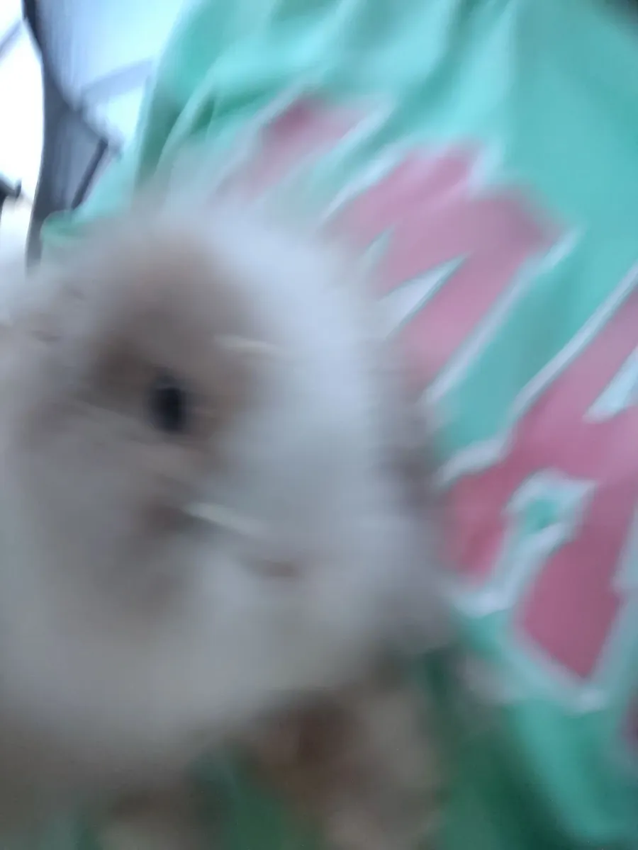Rabbit - Image 2