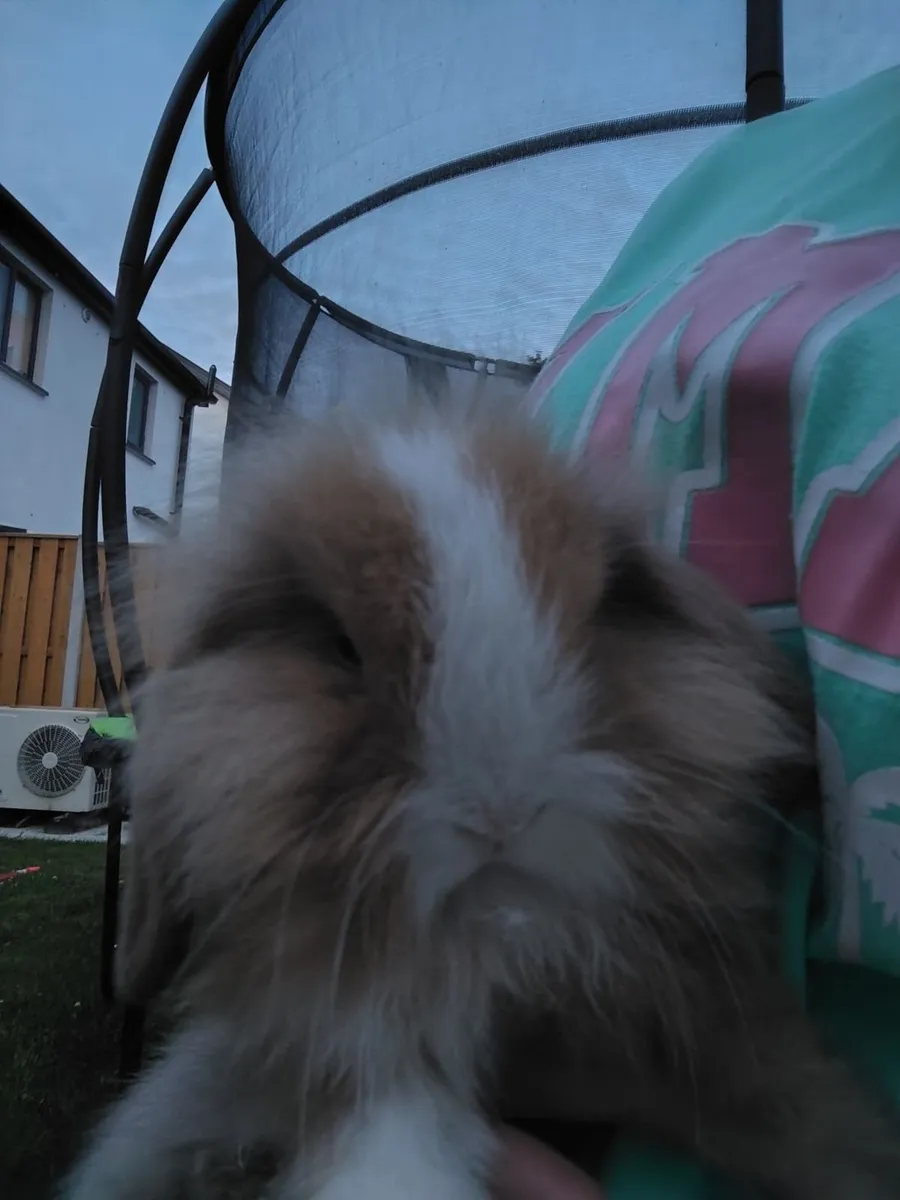Rabbit - Image 3