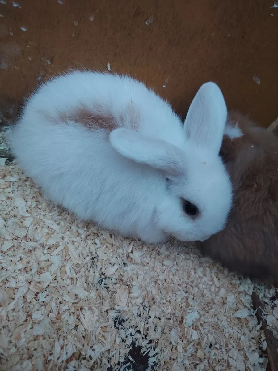 Rabbit - Image 4