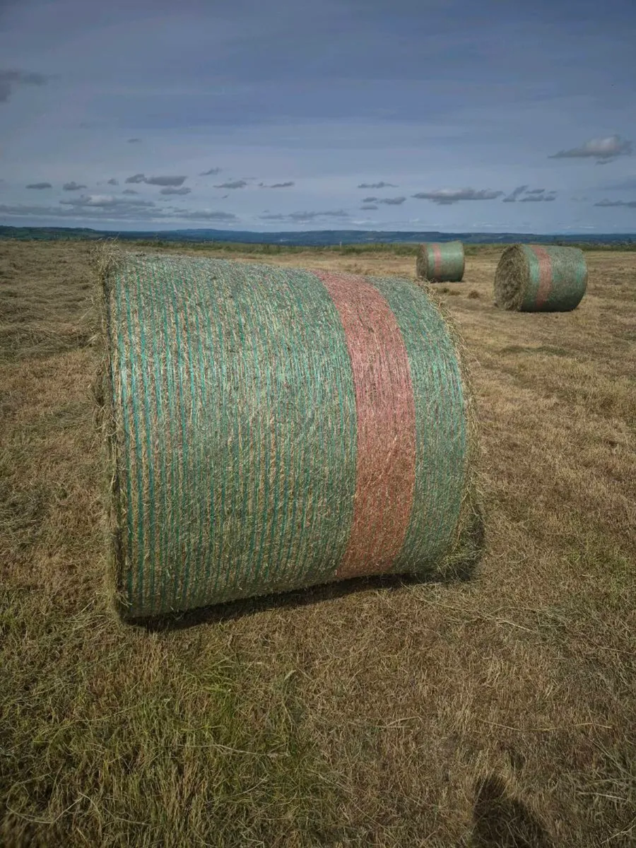 Hay - Image 1