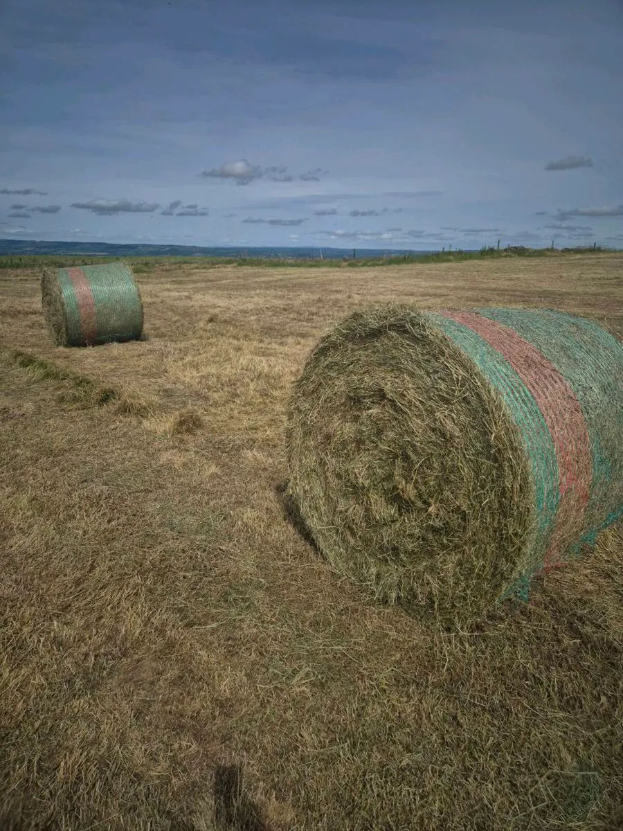 Hay - Image 2