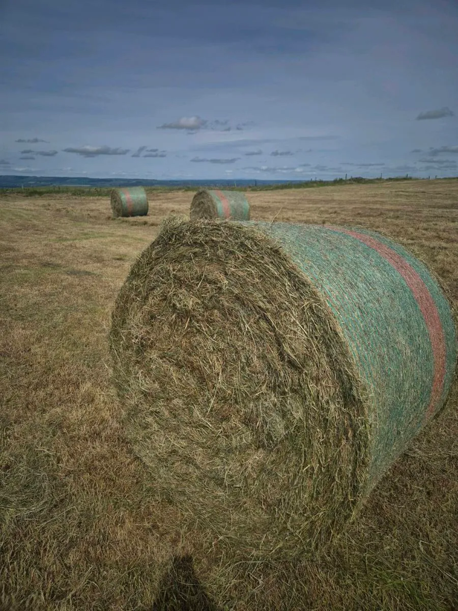 Hay - Image 3