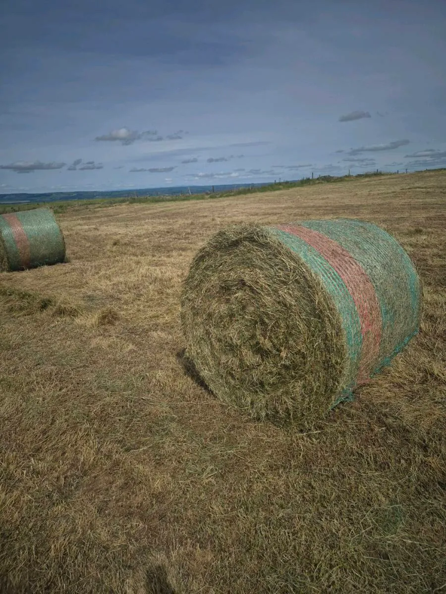 Hay - Image 4