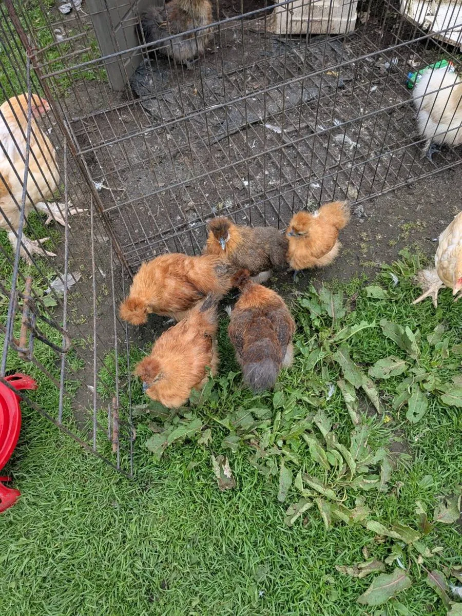 Seramas / silkies / muscovy - Image 4