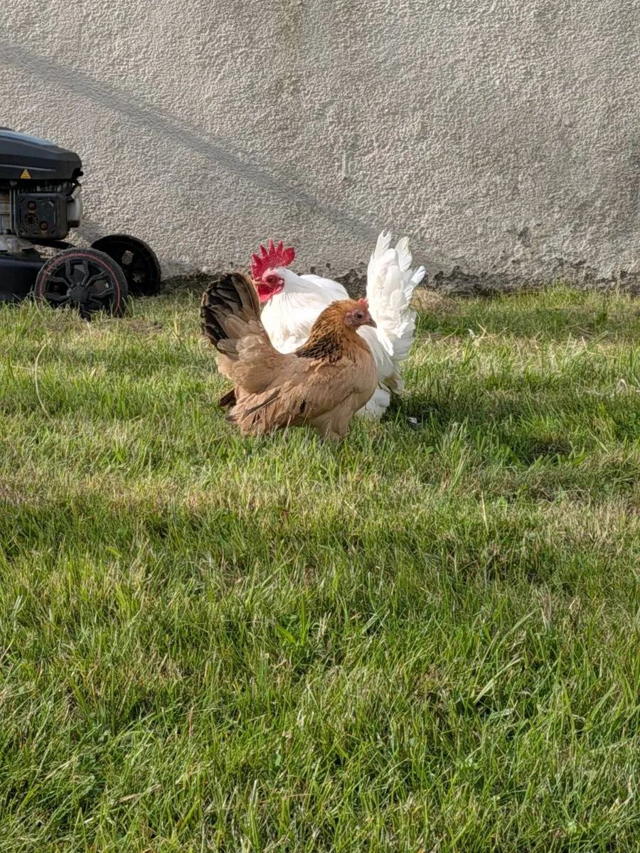 Seramas / silkies / muscovy - Image 2