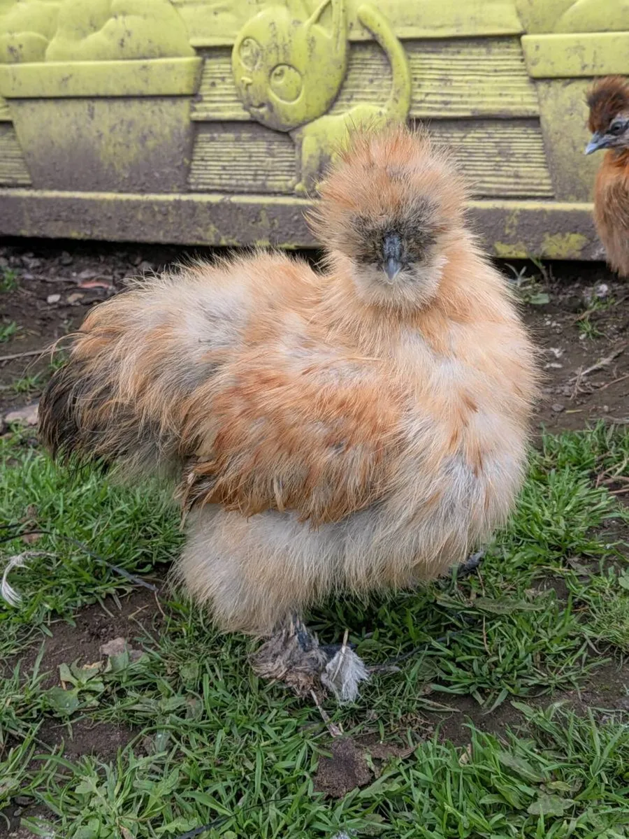 Seramas / silkies / muscovy - Image 3