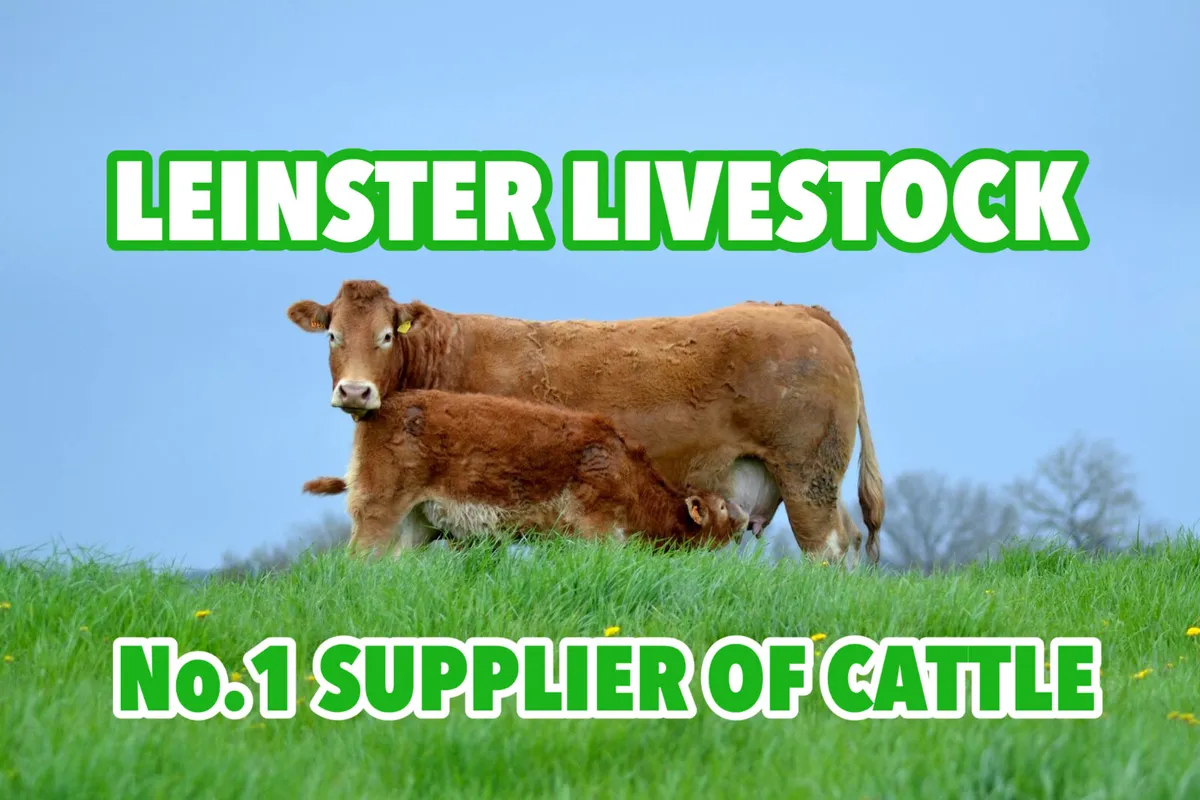 Do U Need Charolais Cattle - Image 1