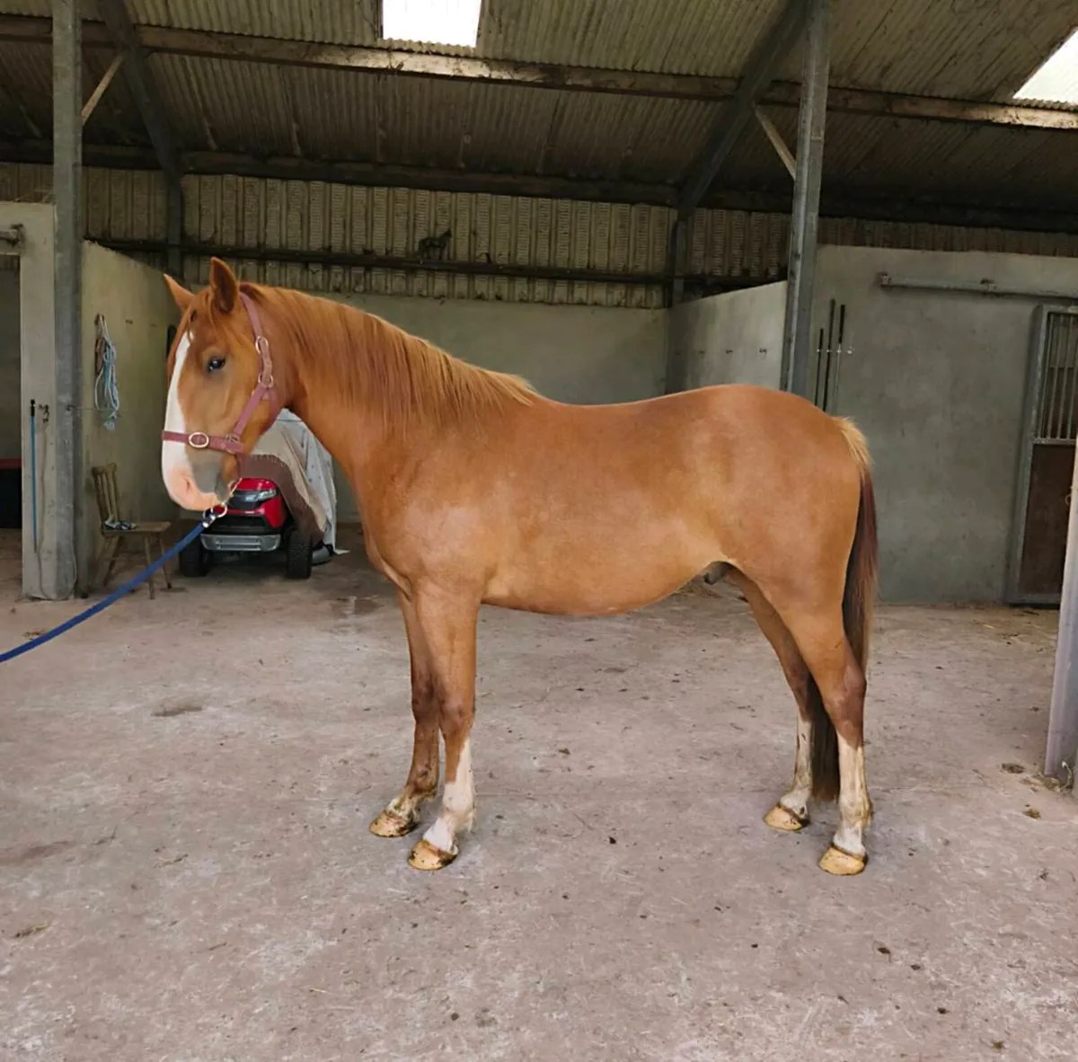 3 year old Irish Draught Gelding - Image 3