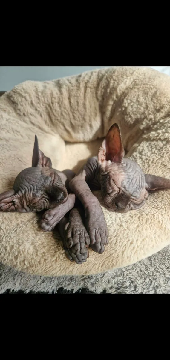 Sphynx kittens - Image 1