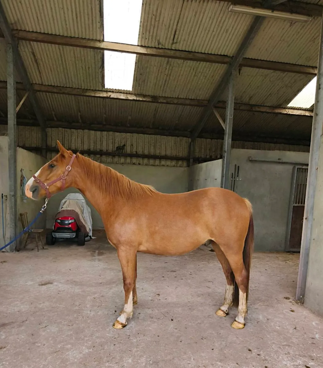 3 year old Irish Draught Gelding - Image 4