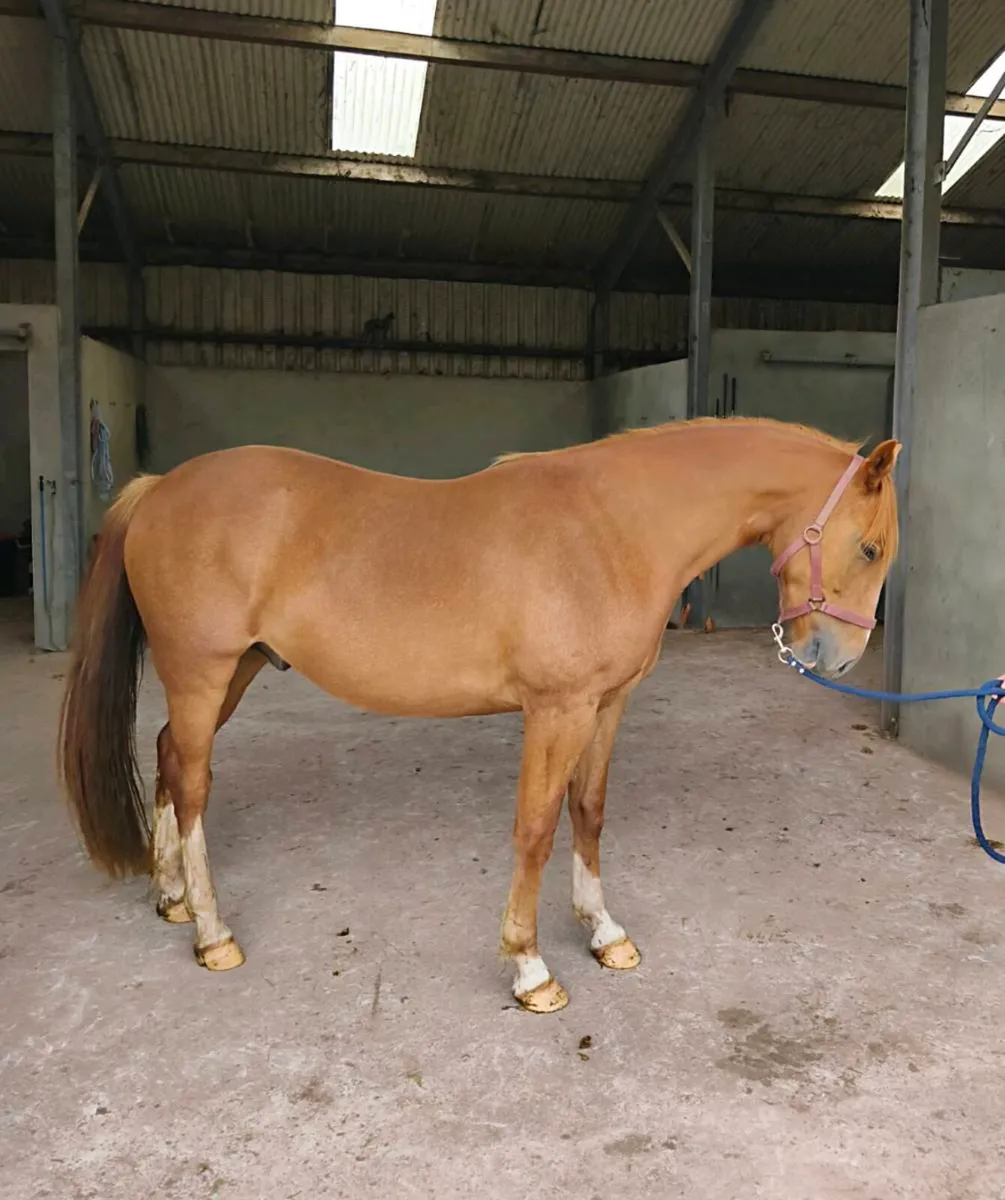 3 year old Irish Draught Gelding - Image 1