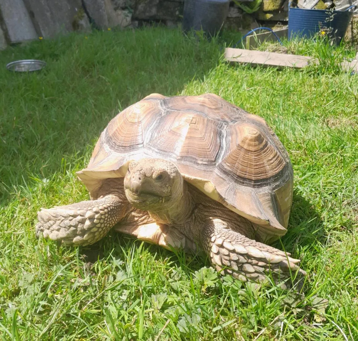 Sulcata tortoise - Image 1