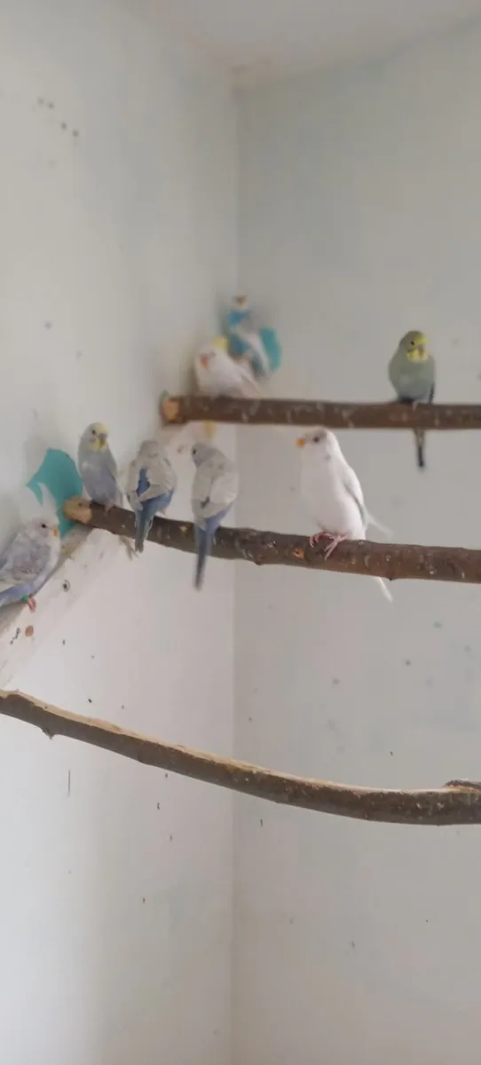 Budgies - Image 1