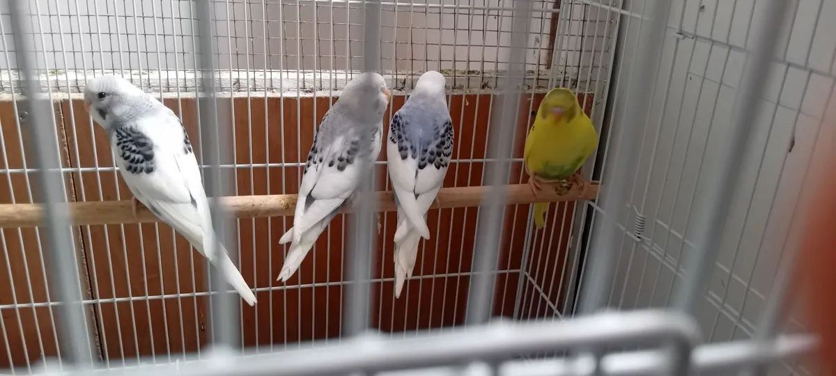 Budgies - Image 3