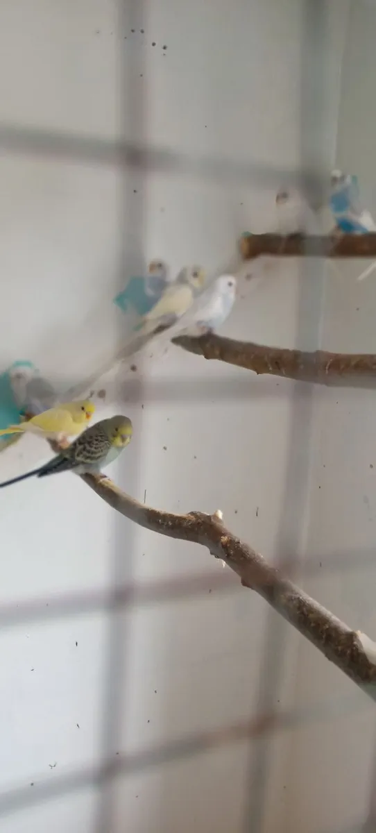 Budgies - Image 2