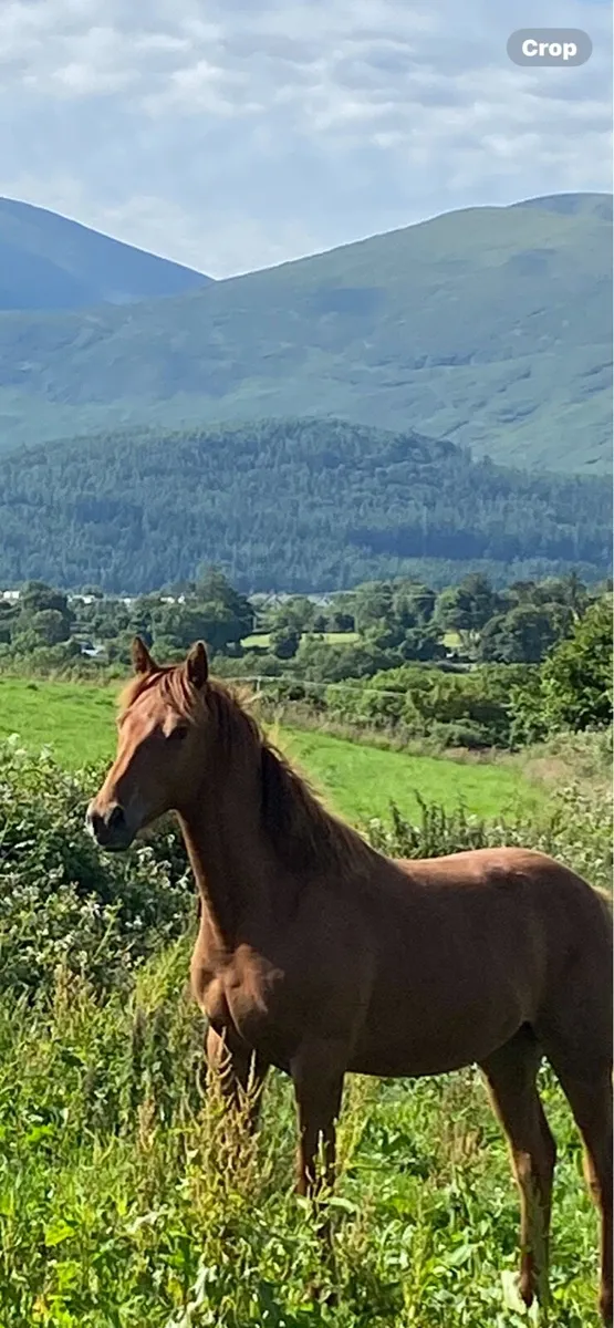 Yearling steeped in luck colt - Image 1