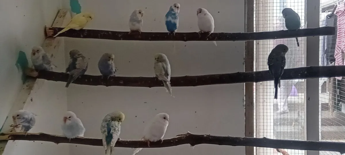 Budgies - Image 4