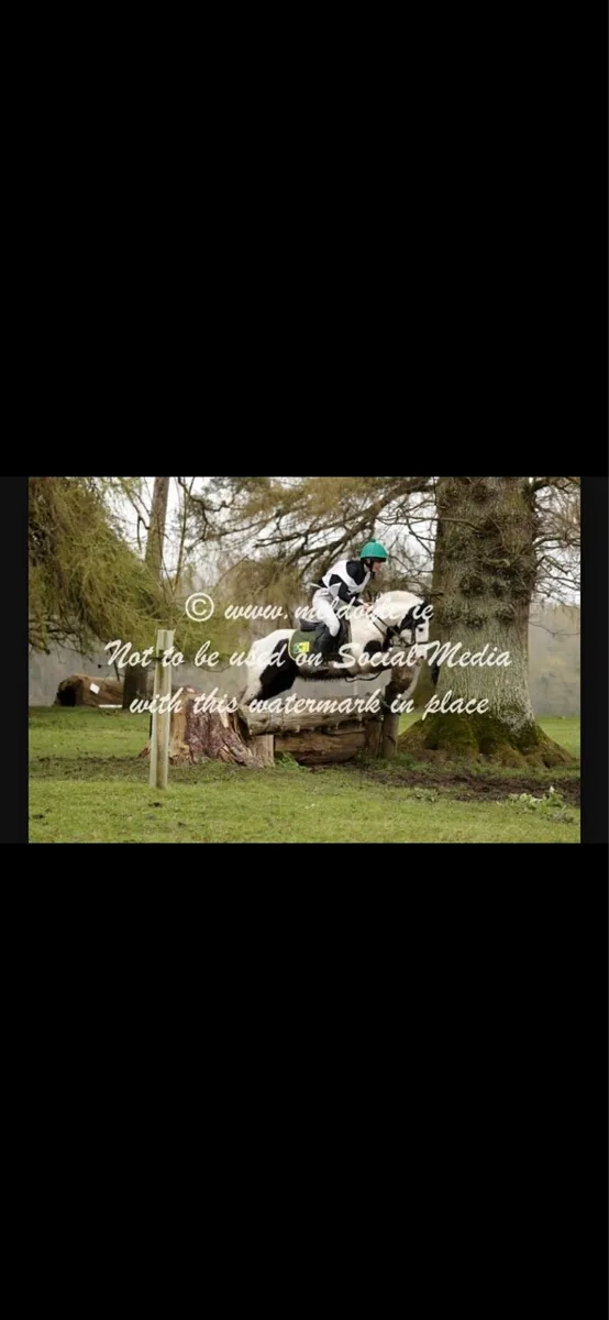Pony - Image 3