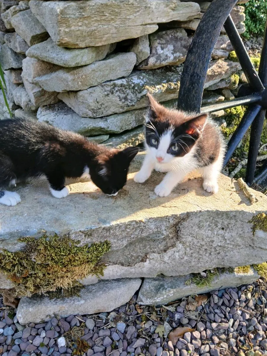 Kittens - Image 1