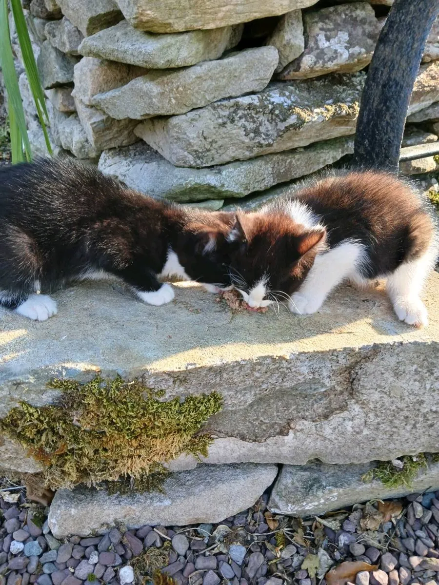 Kittens - Image 4