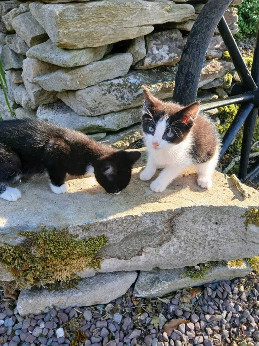 Kittens - Image 2