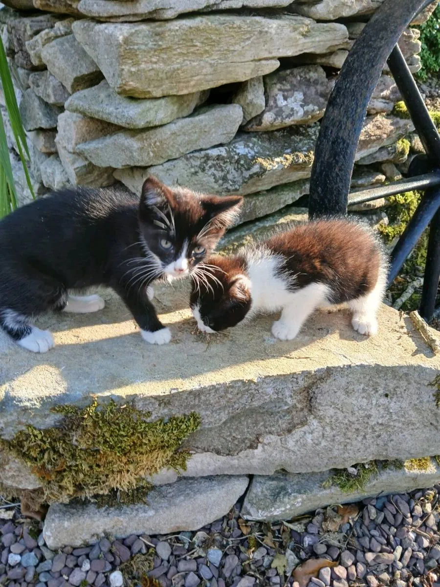 Kittens - Image 3