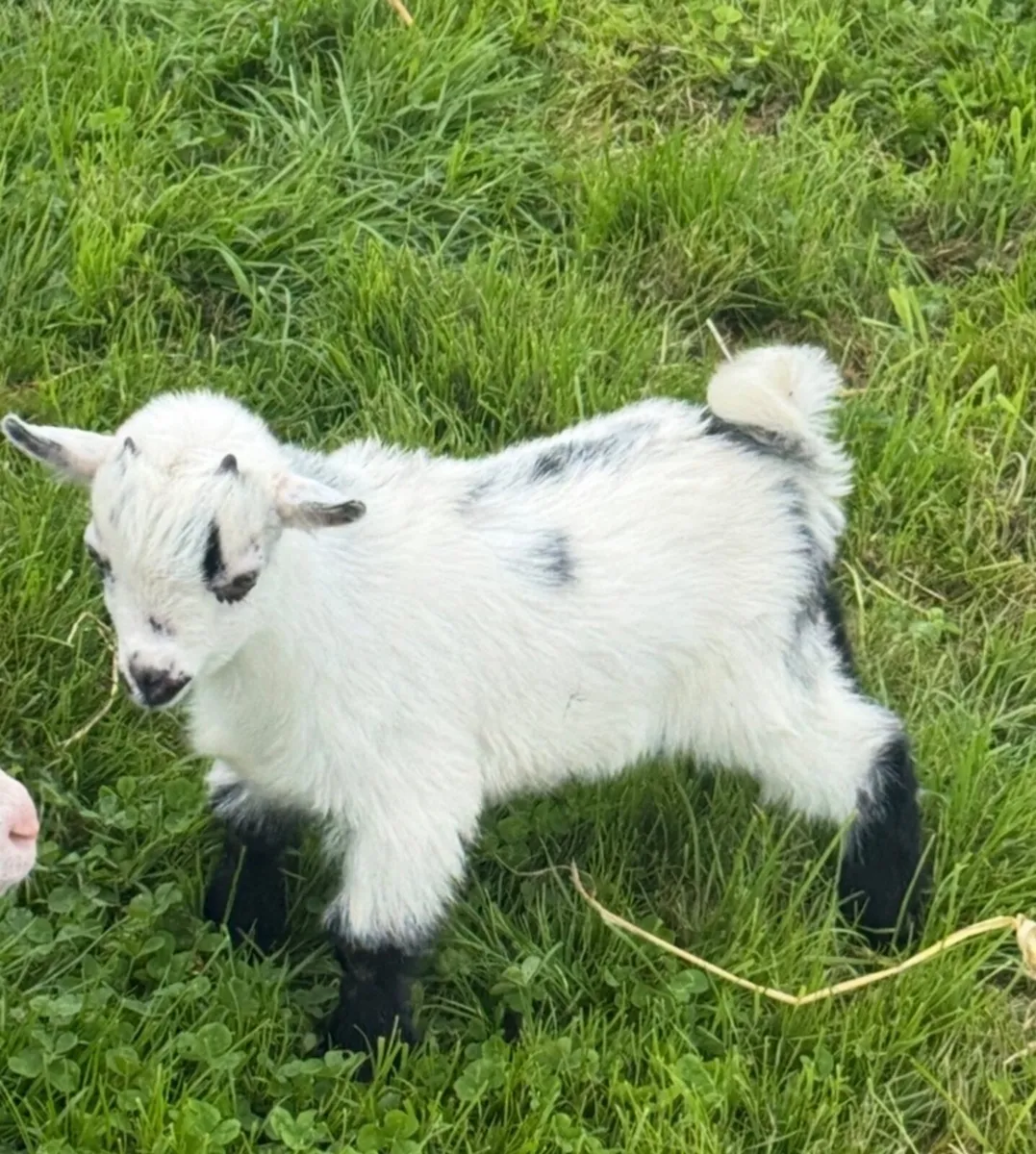 Goats - Image 1