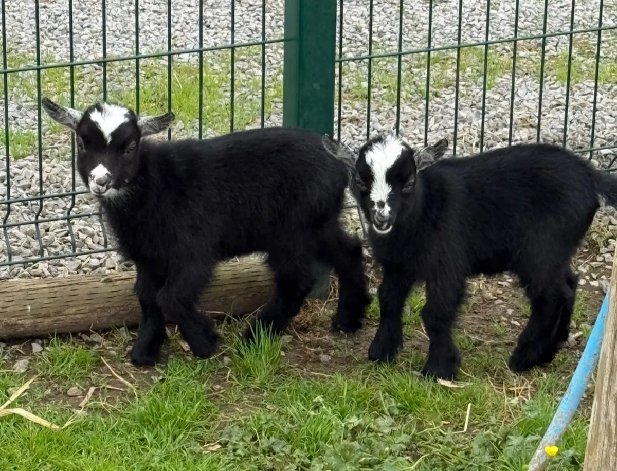 Goats - Image 2