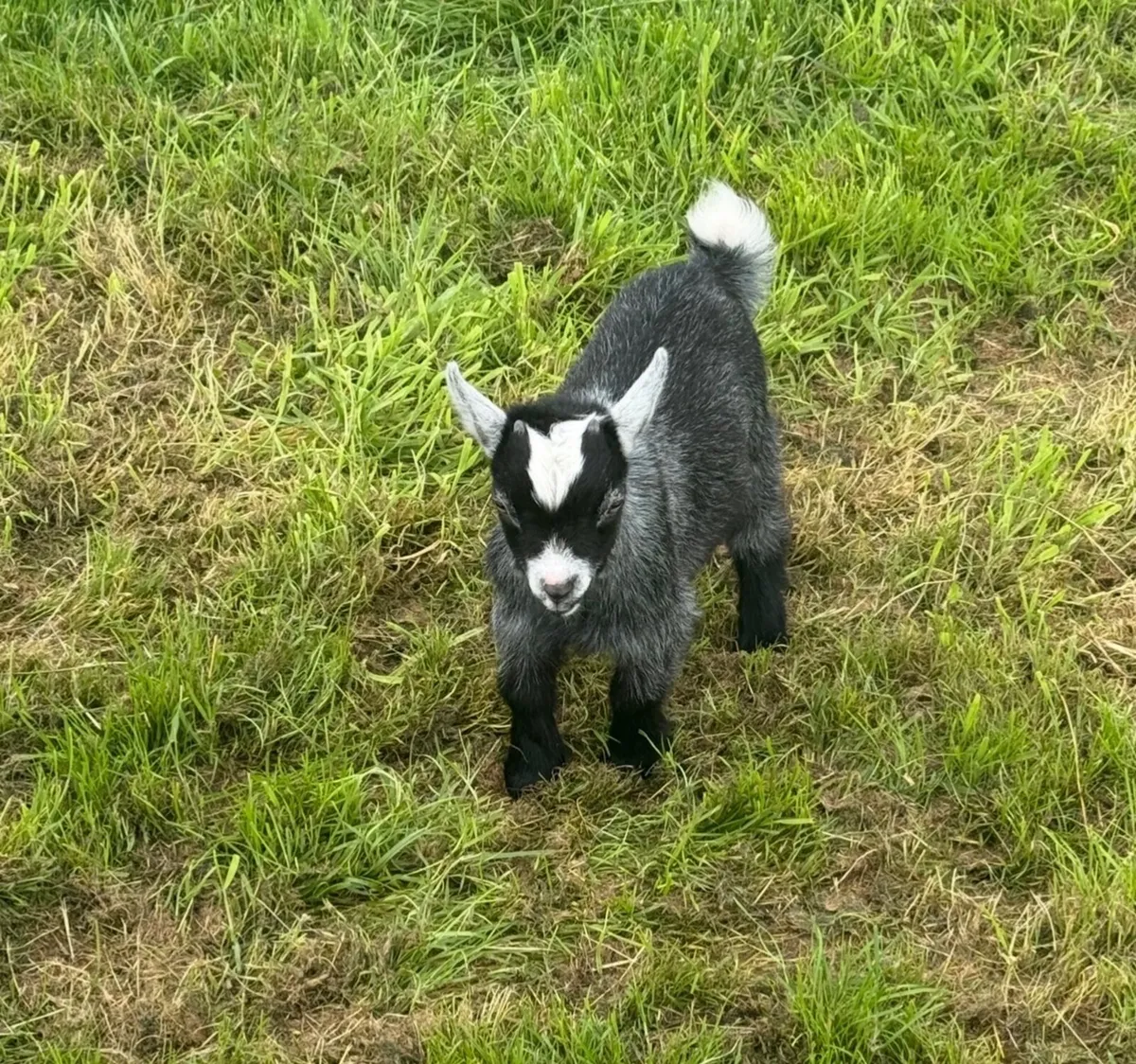 Goats - Image 3