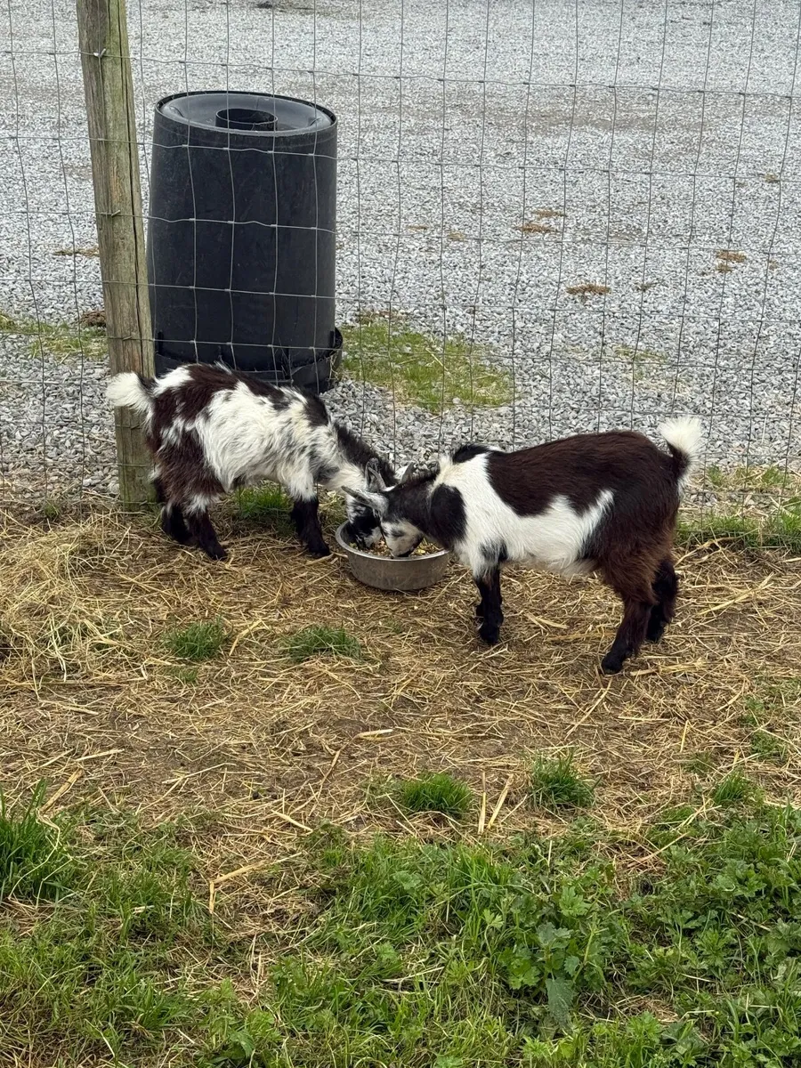 Goats - Image 4