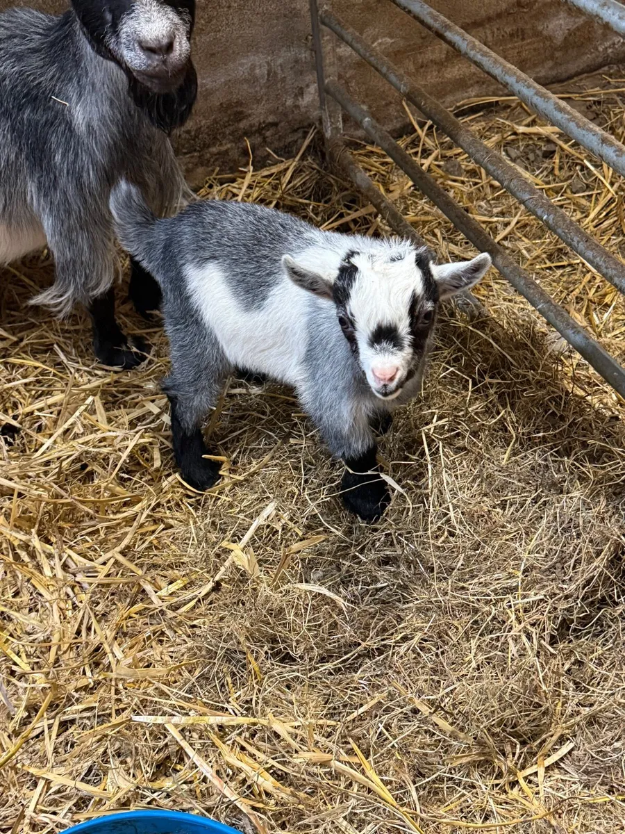 Female Pygmy Goats - Image 2