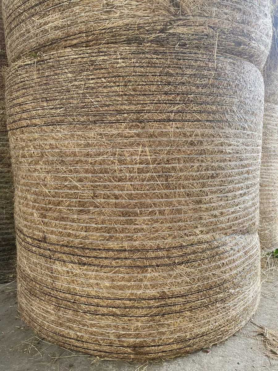 Hay - Image 2