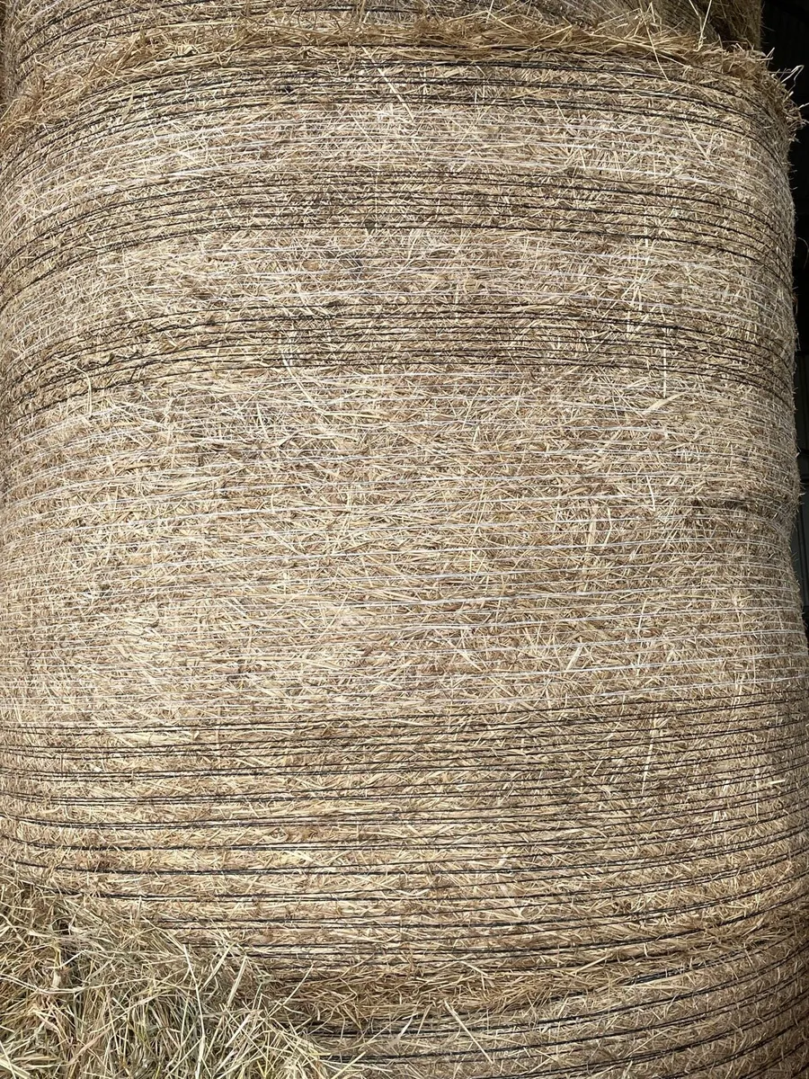 Hay - Image 1