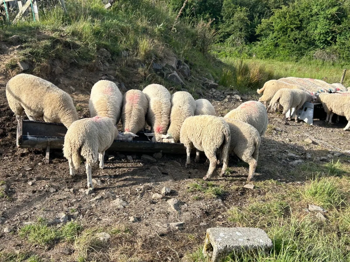 Lambs - Image 2