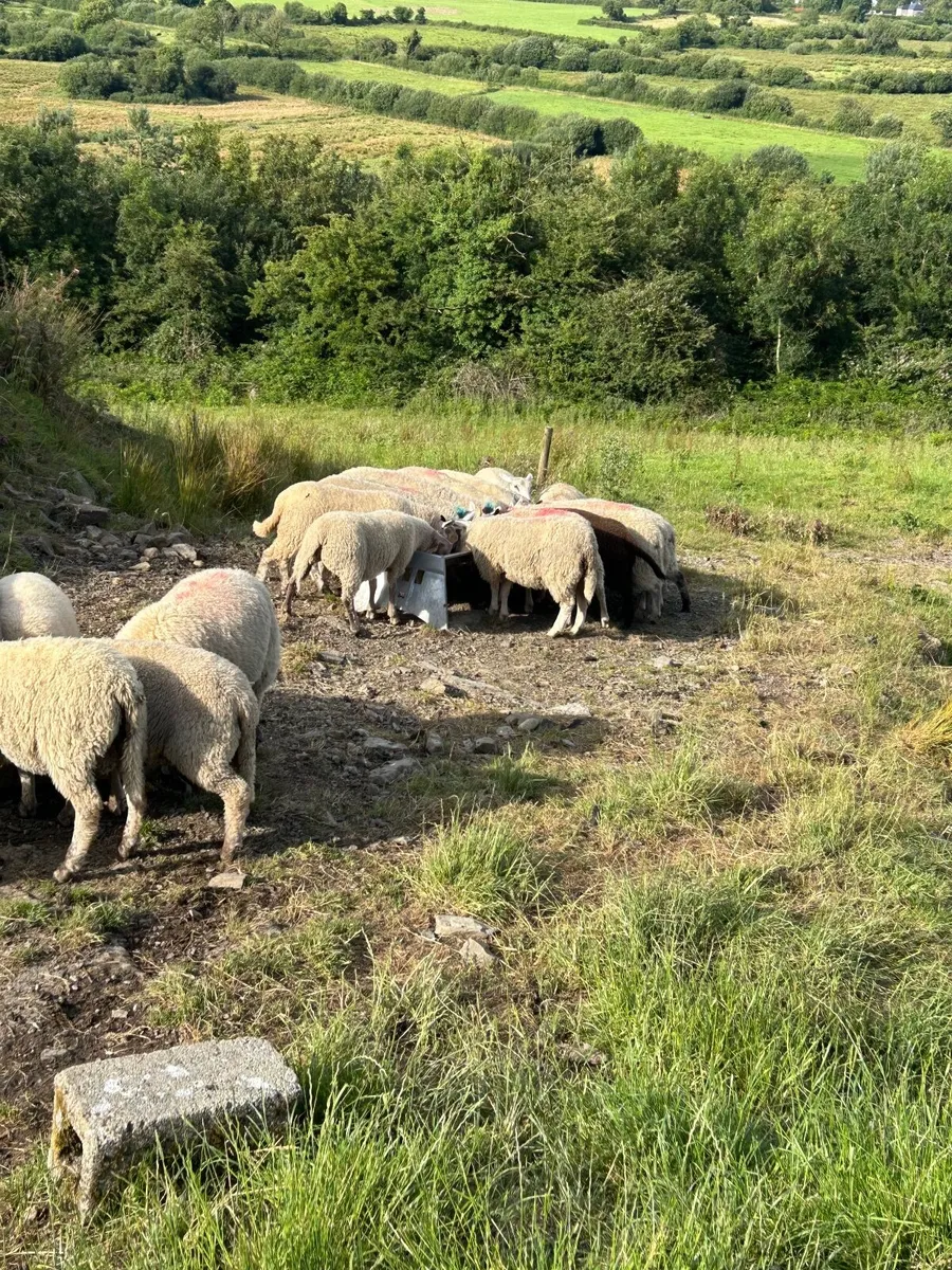 Lambs - Image 3