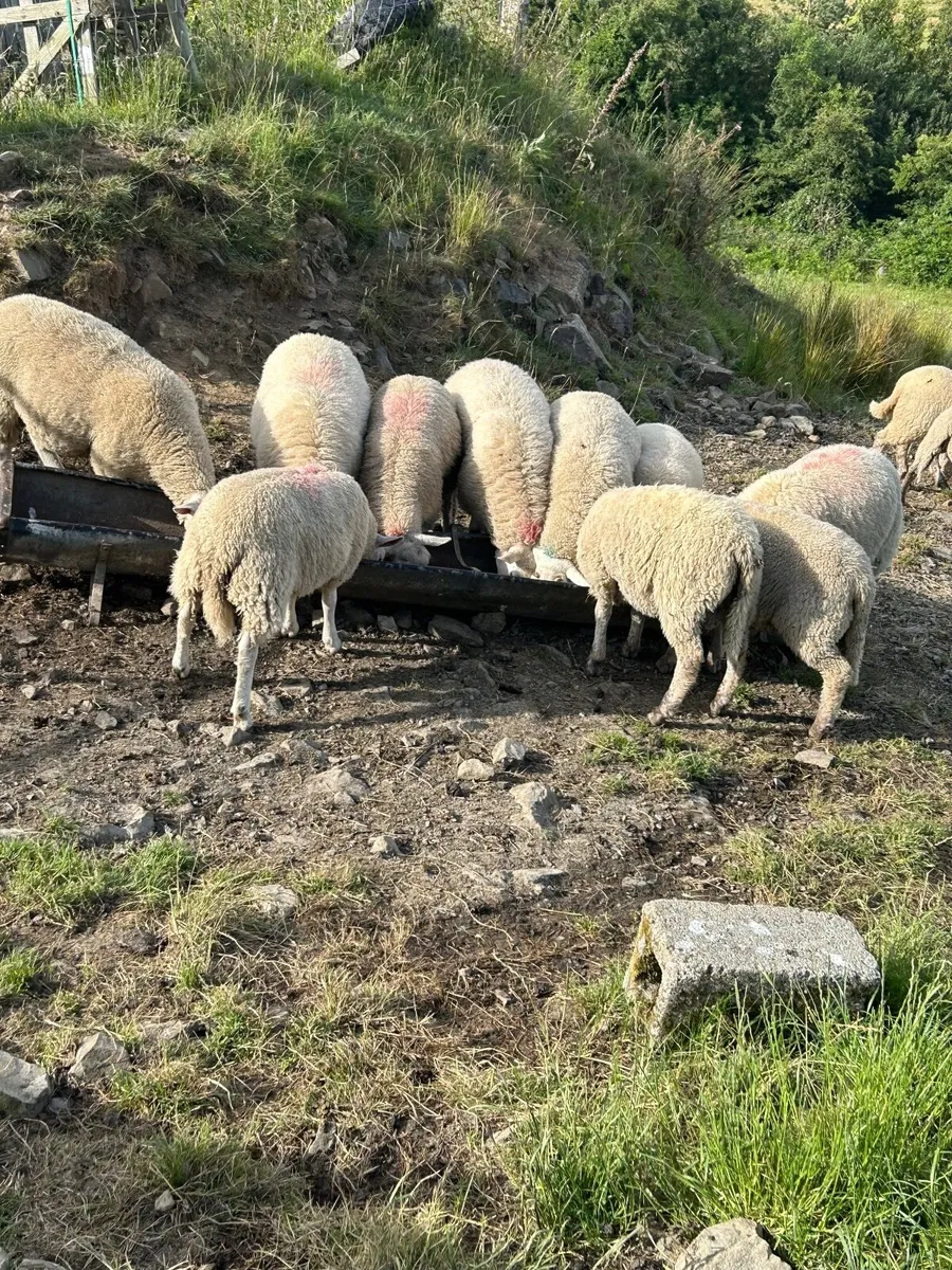 Lambs - Image 4